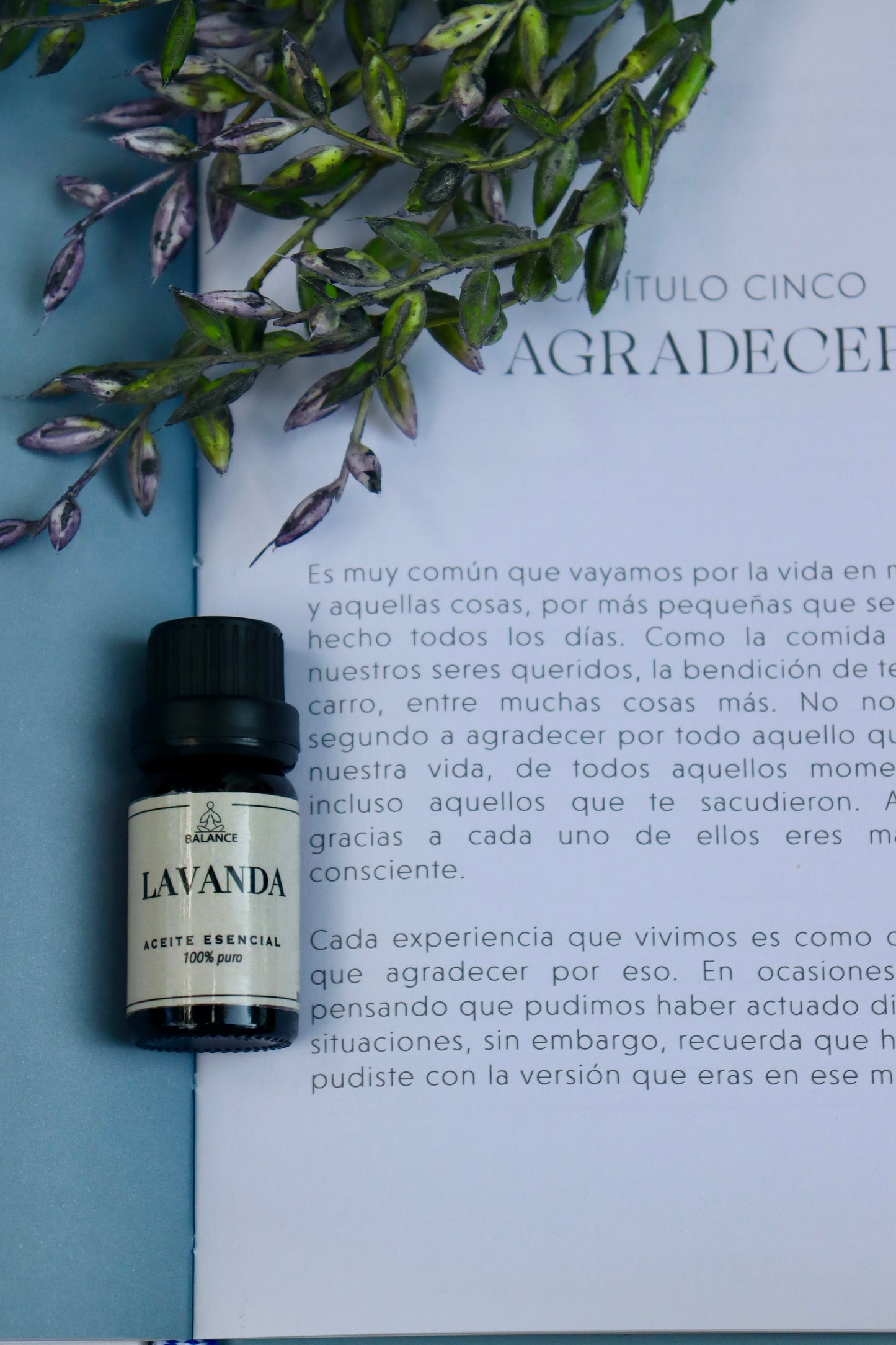 LAVANDA